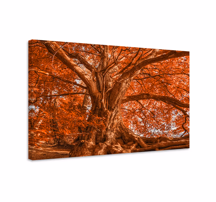 Quadro con alberi cappa autunnale maestosa - TenStickers