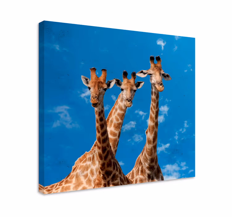 Quadro con animali e insetti ritratto di tre giraffe - TenStickers