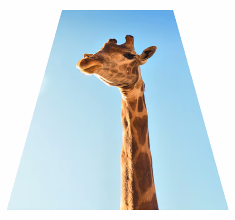 Tappeto vinile animali primo piano della giraffa - TenStickers