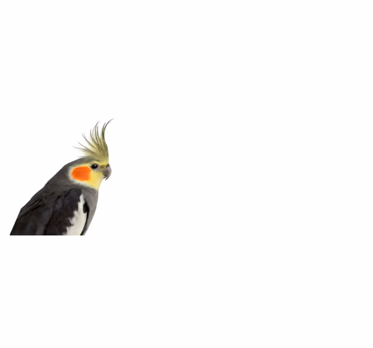 Tappeto vinile animali sagoma di calopsitta - TenStickers