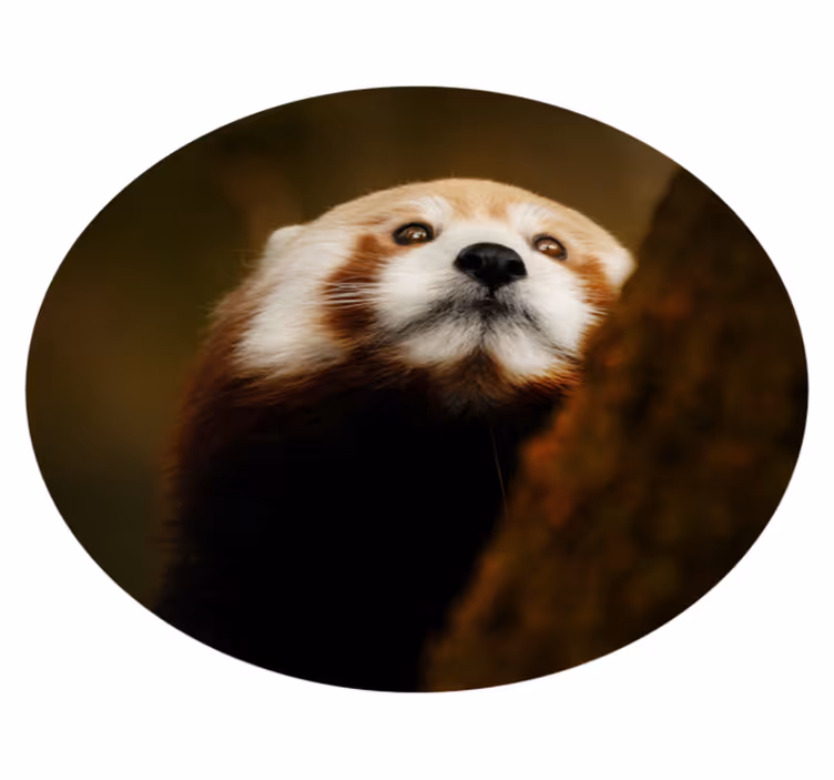 Tappeto vinile animali ritratto di volpe rossa - TenStickers