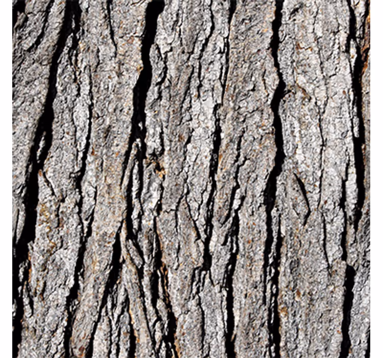 Carta da parati effetto legno motivo tronco realistico - TenStickers