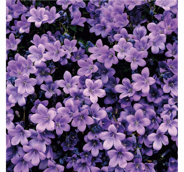 Carta da parati floreale fiori viola vaghi - TenStickers