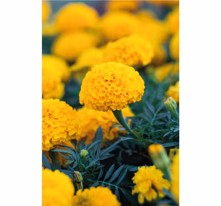 Carta da parati floreale fiori di tagete gialli - TenStickers