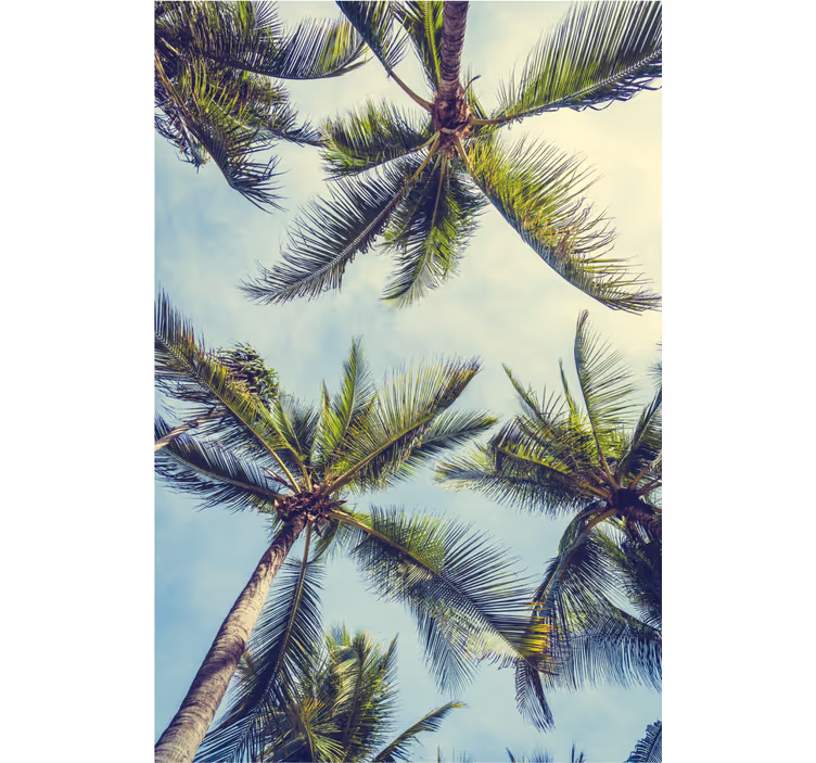 Carta da parati alberi palme dal basso - TenStickers