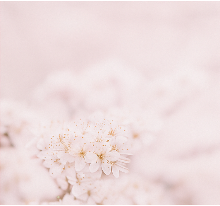 Tenda a rullo camera da letto delicati fiori di ciliegio - TenStickers