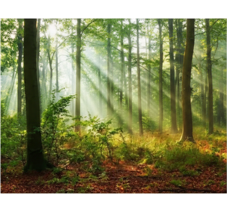 Tenda a rullo alberi luce naturale nel bosco - TenStickers