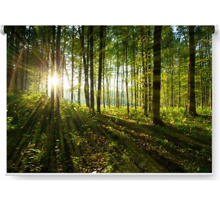 Tenda a rullo alberi boschi di sole dorato - TenStickers