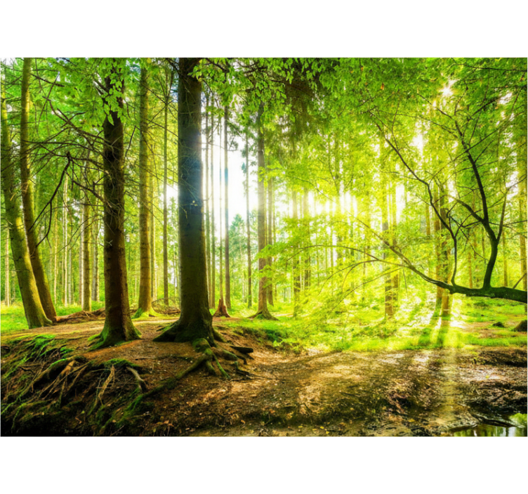 Tenda a rullo alberi valle montuosa lussureggiante - TenStickers