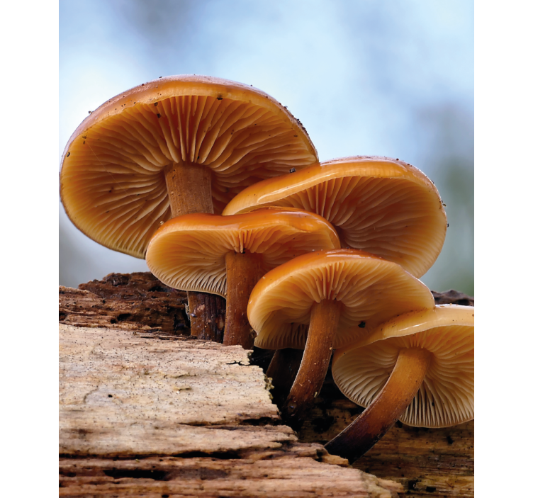 Tenda a rullo fiori e piante crescita dei funghi - TenStickers