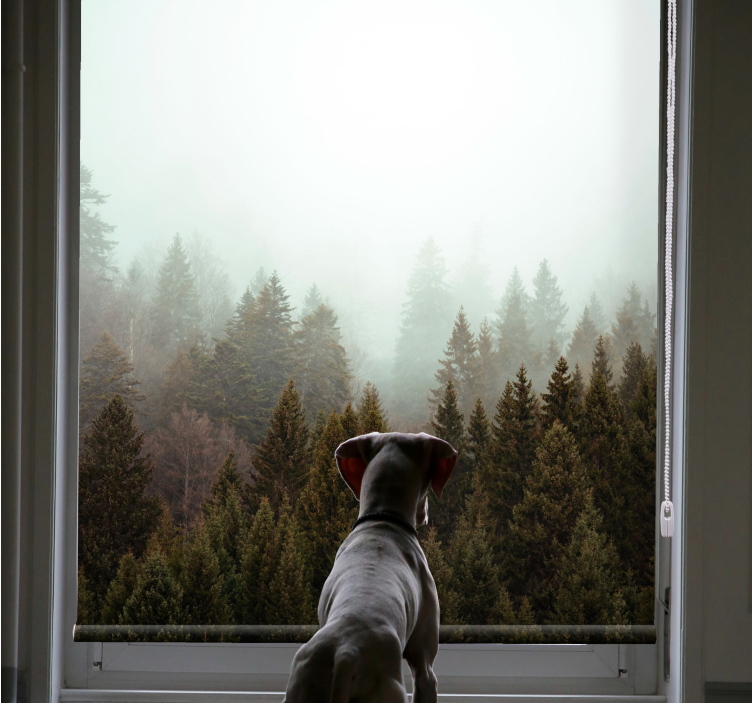 Tenda a rullo alberi vista della foresta nebbiosa - TenStickers