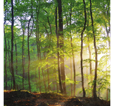 Tenda a rullo alberi luce naturale nel bosco - TenStickers