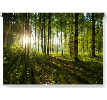 Tenda a rullo alberi boschi di sole dorato - TenStickers