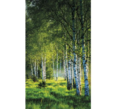 Tenda a rullo alberi bosco di betulle moderno - TenStickers