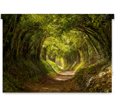 Tenda a rullo alberi affresco forestale immersivo - TenStickers