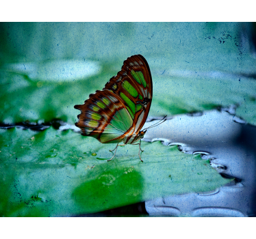 Tende a rullo farfalla Volare sull'acqua - TenStickers