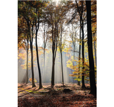 Tenda a rullo alberi scena di foresta illuminata dal sole - TenStickers