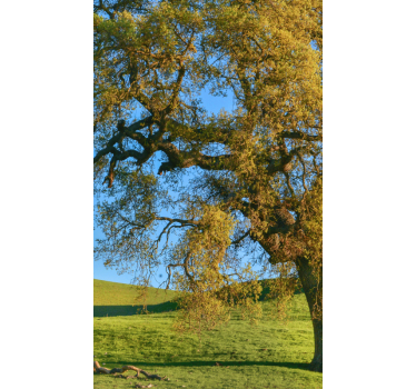 Tenda a rullo con paesaggio verde - TenStickers