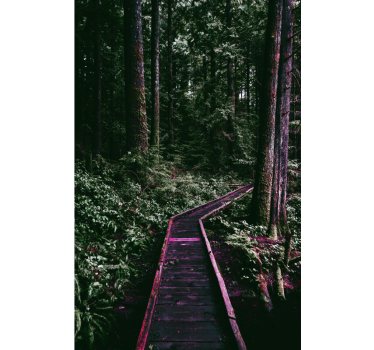Tenda a rullo alberi sentiero forestale - TenStickers
