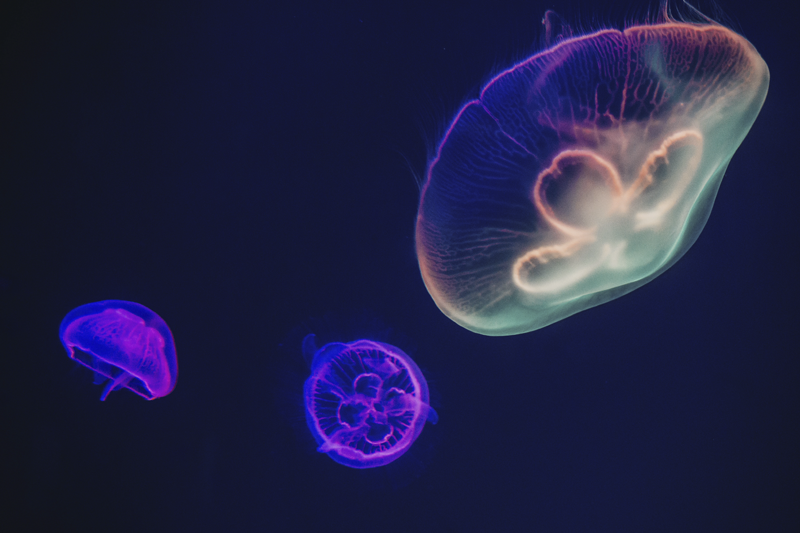 Tovaglietta americana con nome tema meduse colorate - TenStickers