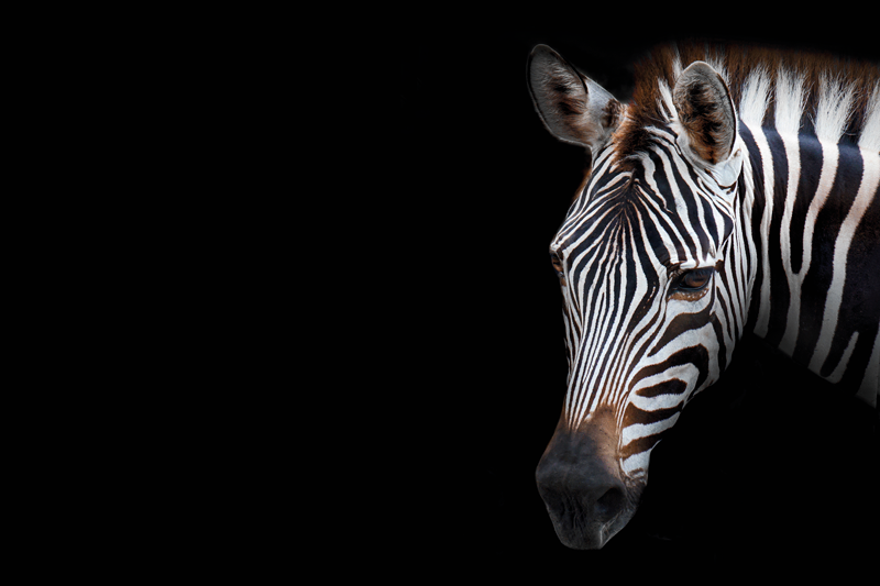 Tovaglietta americana originale primo piano zebra - TenStickers