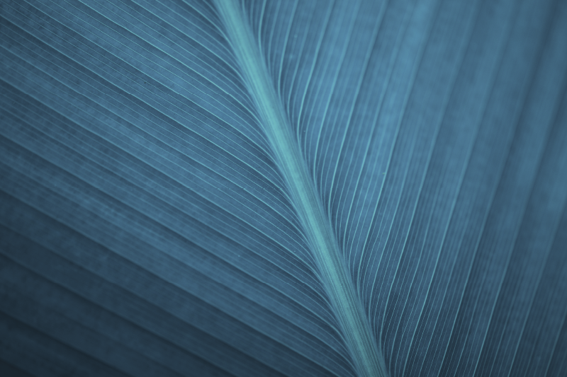 Tovaglietta americana moderna Grande foglia grigio blu - TenStickers