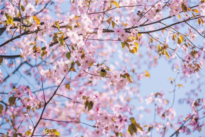 Tovaglietta americana fiori di ciliegio in fiore - TenStickers