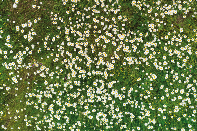 Tovaglietta americana con motivo fiori freschi - TenStickers