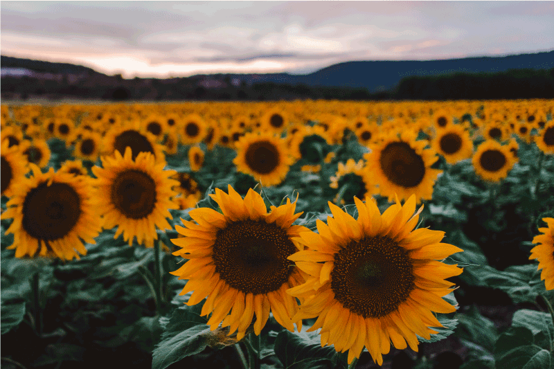 Tovaglietta americana originale vista campo di girasoli - TenStickers