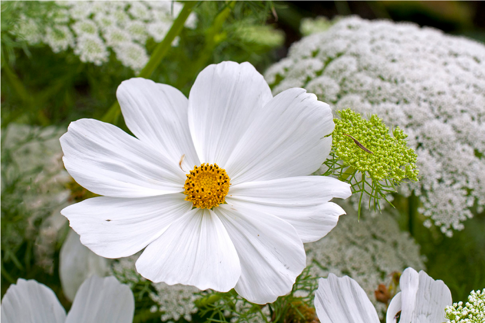 Tovaglietta americana originale fiore bianco elegante - TenStickers