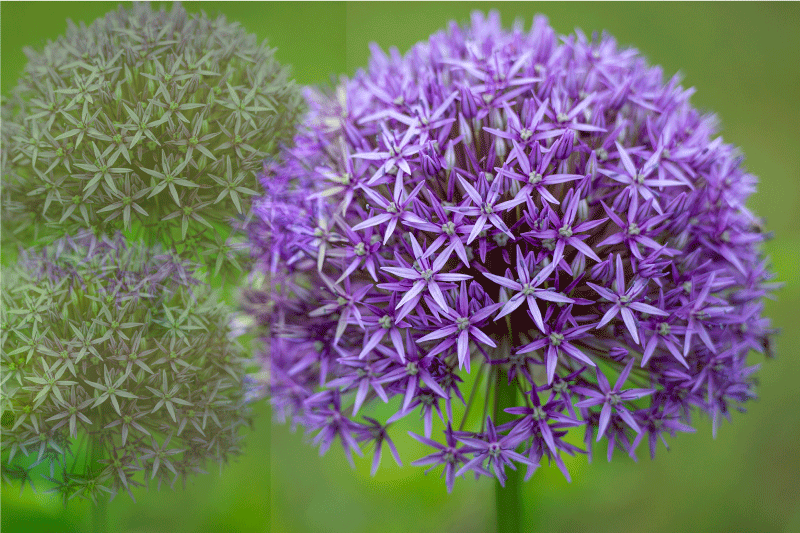 Tovaglietta americana fiori viola vibranti - TenStickers