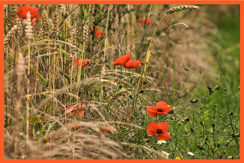 Tovaglietta americana infantile divertente disposizione cibo - TenStickers