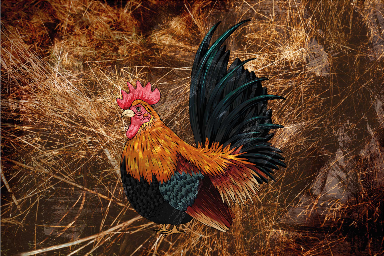 Tovaglietta americana originale arte del gallo vibrante - TenStickers