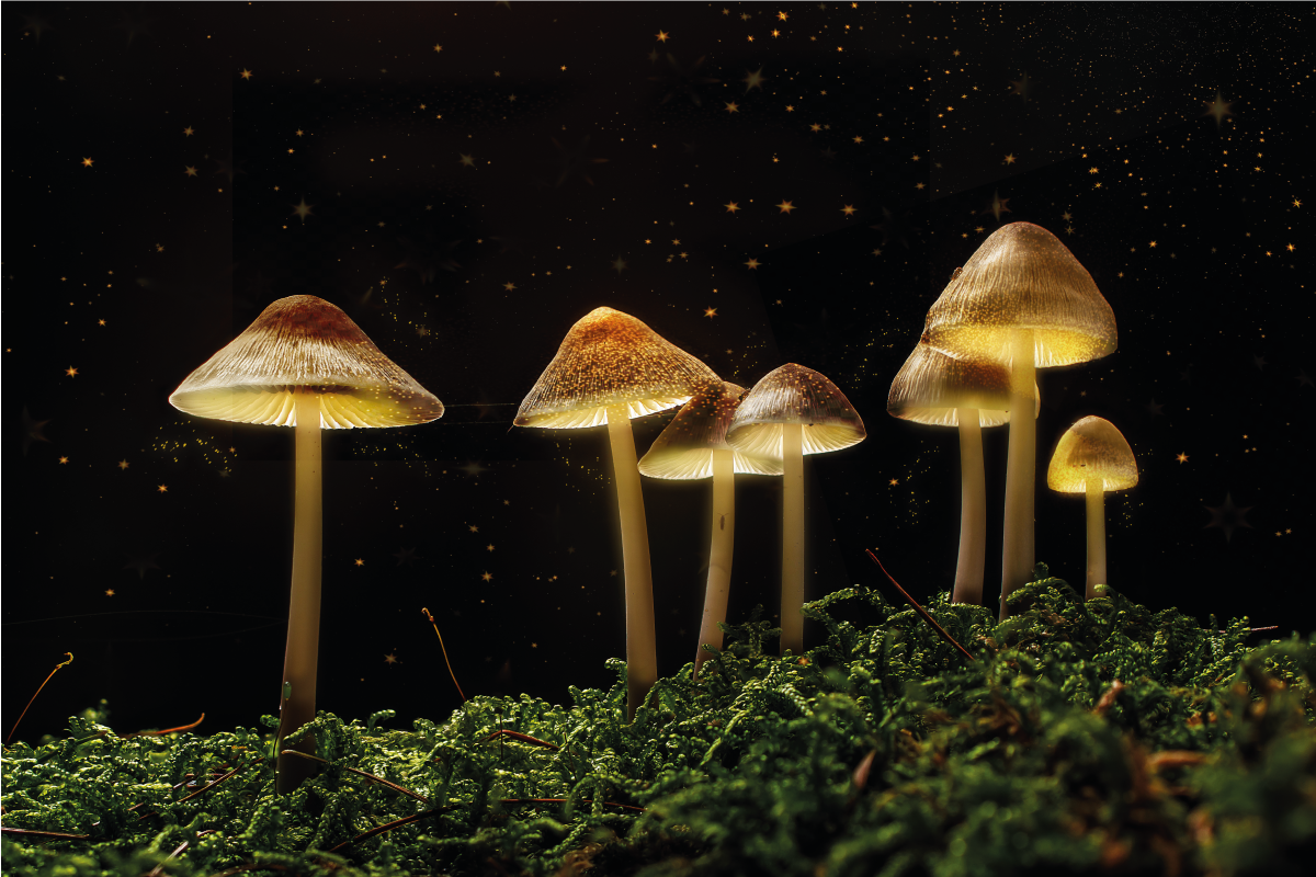 Tovaglietta americana originale funghi di notte - TenStickers