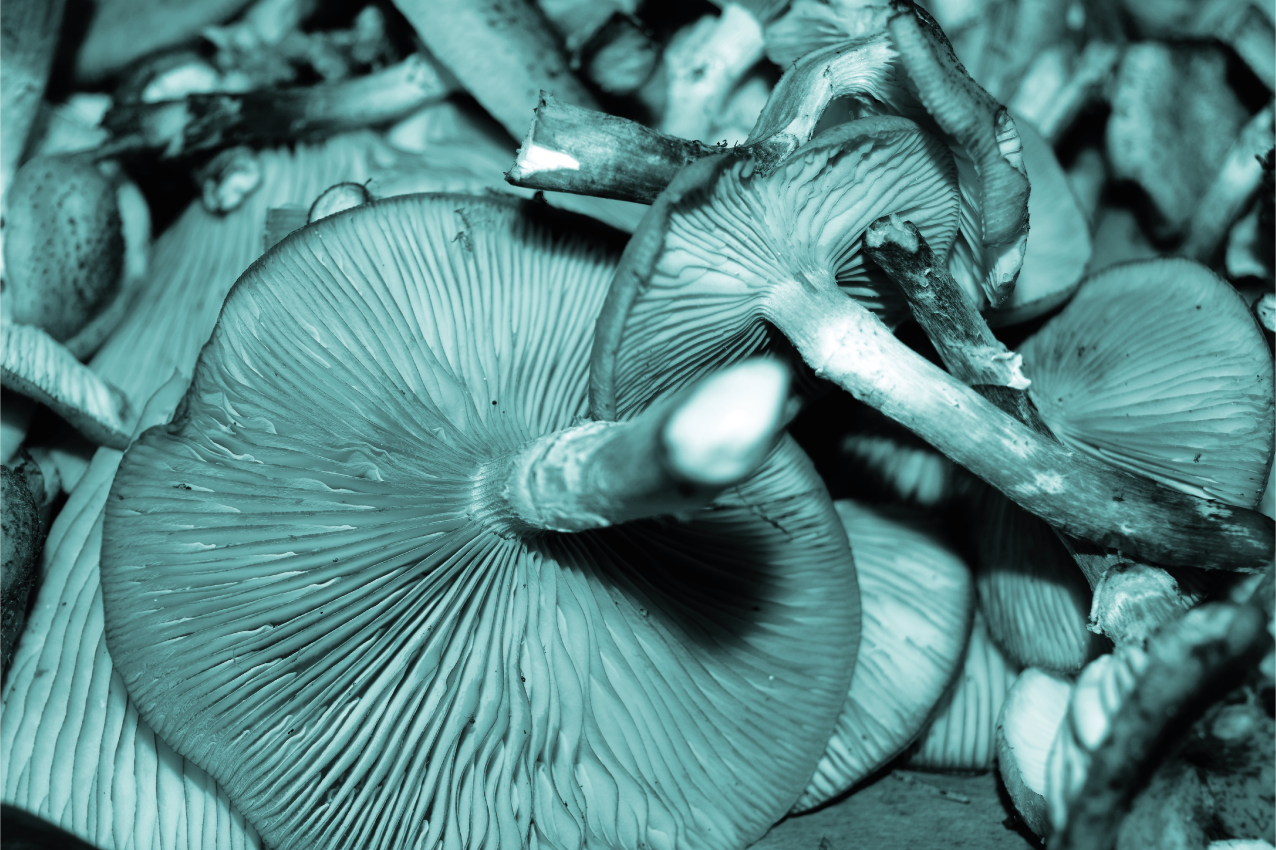 Tovaglietta americana focalizzazione sul fungo - TenStickers