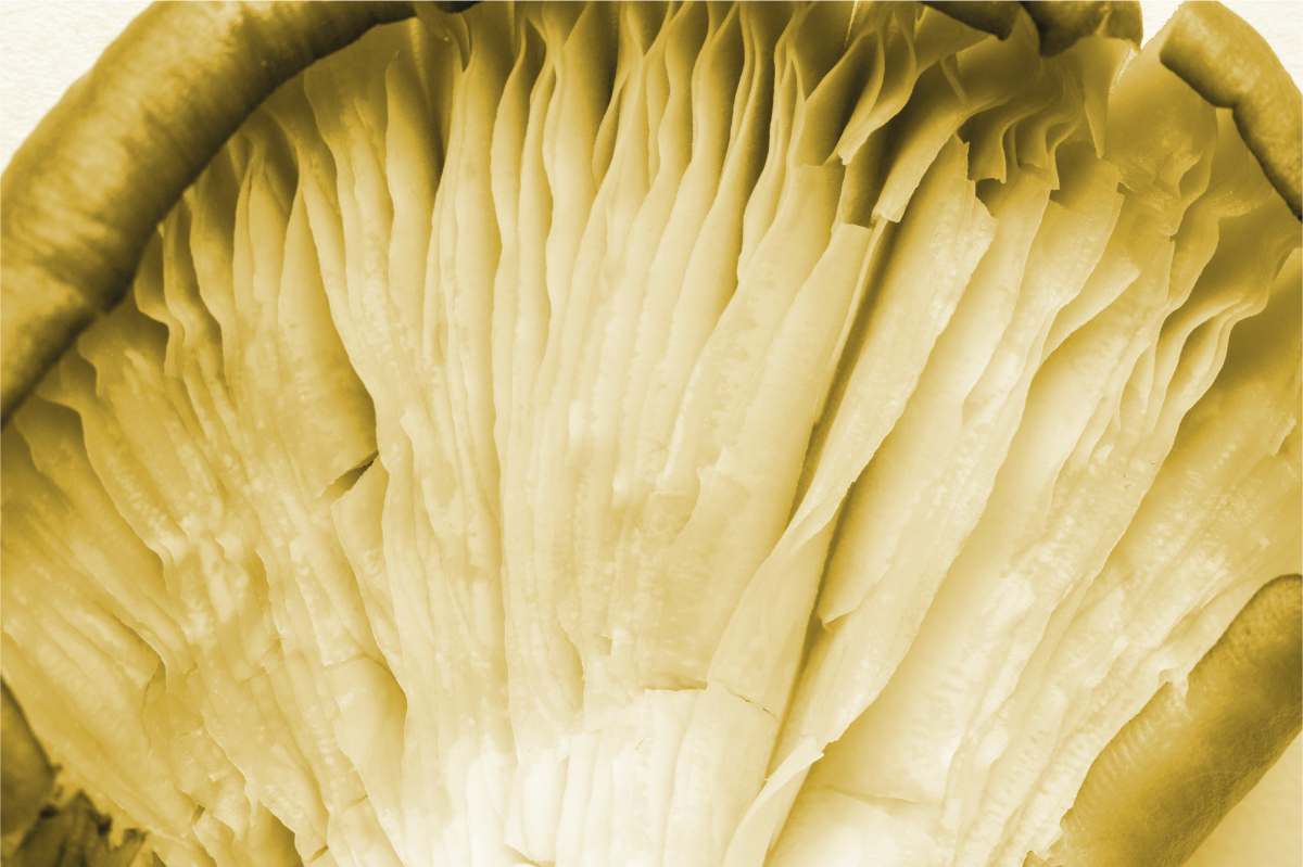 Tovaglietta americana strati di foglie curve - TenStickers