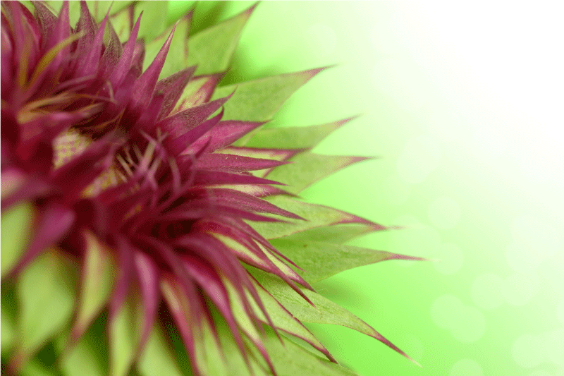 Tovaglietta in vinile con piante - TenStickers