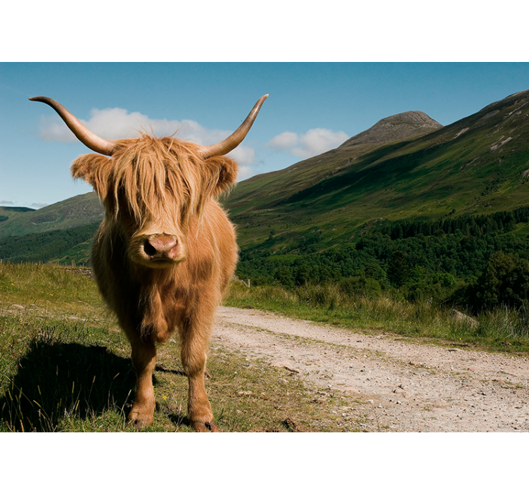 Fotomurale di animale con vacca Highlander - TenStickers