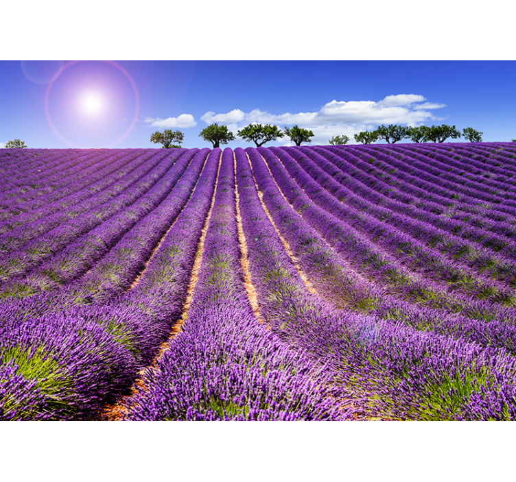 Fotomurale paesaggio campo di lavanda - TenStickers