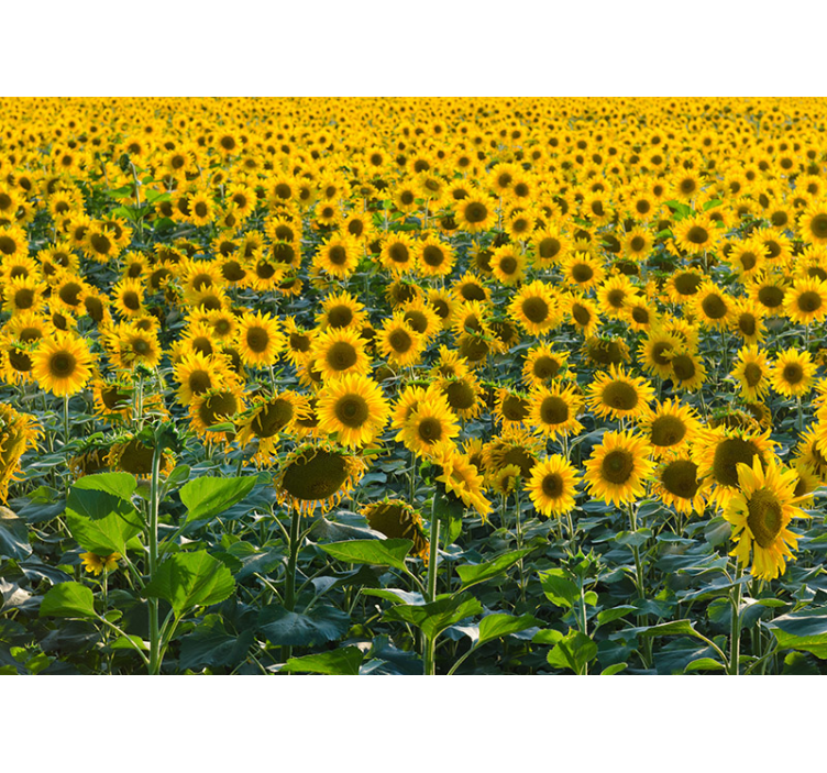 Fotomurale con enorme campo di girasoli - TenStickers