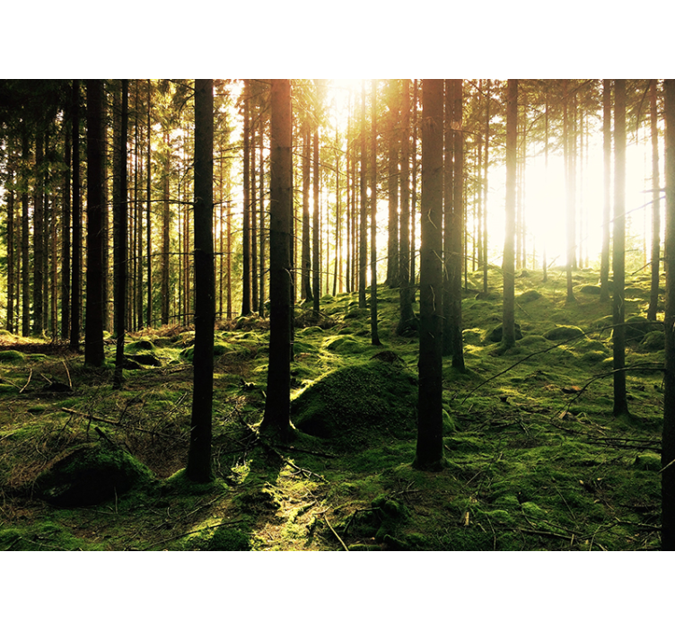 Fotomurale alberi con foresta bagliori del sole - TenStickers