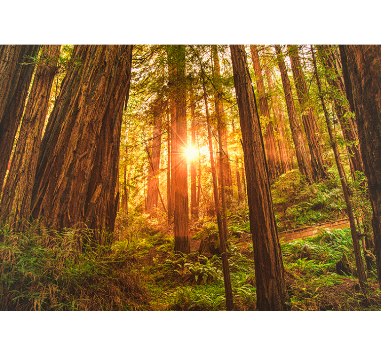 Fotomurale paesaggi bosco all'alba - TenStickers