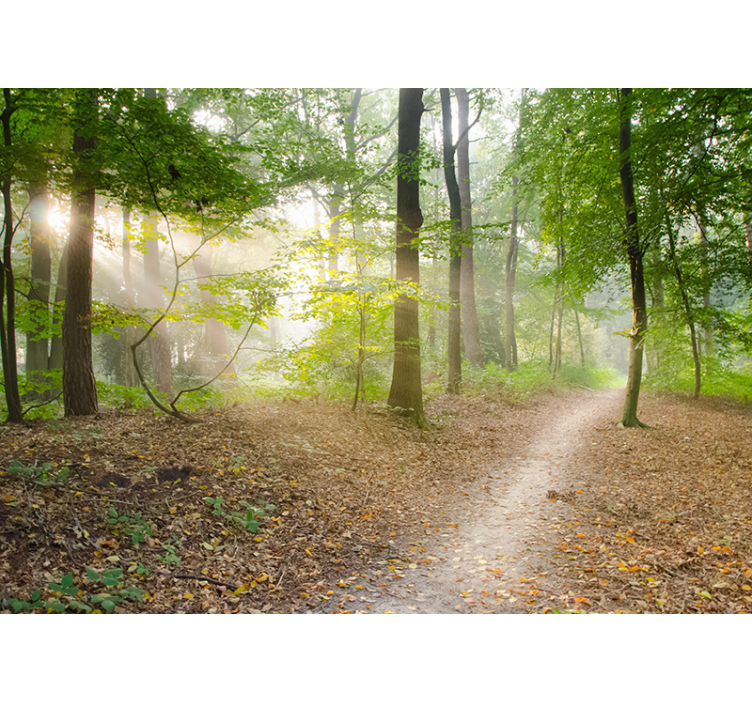 Fotomurale paesaggio foresta pini - TenStickers