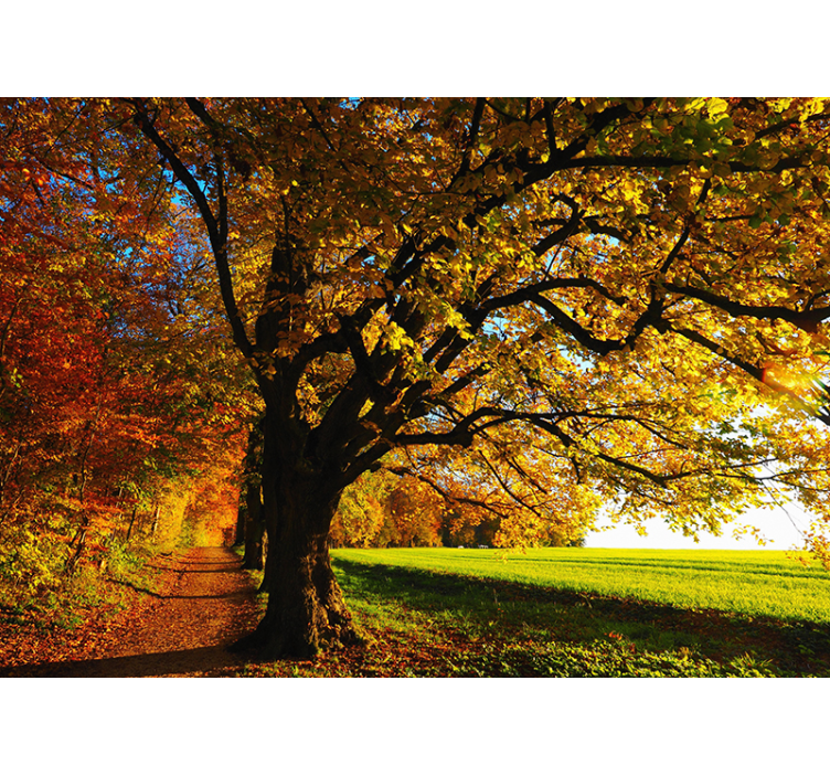 Fotomurale con alberi splendido autunno - TenStickers