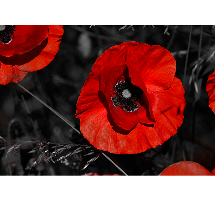 Fotomurale fiore papavero rosso - TenStickers