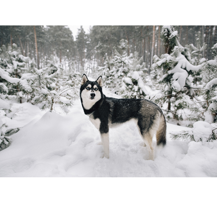 Fotomurale foresta invernale e cane husky - TenStickers