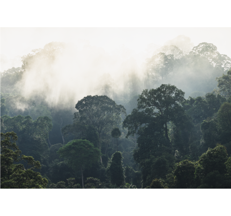 Fotomurali natura vista di una foresta mistica - TenStickers