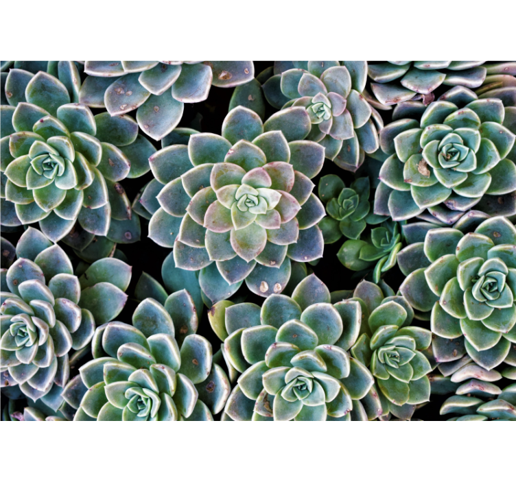 Fotomurali natura collezione di piante succulente - TenStickers