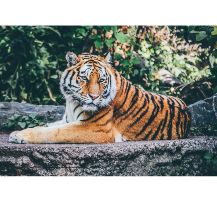 Fotomurale animali sguardo maestoso della tigre - TenStickers