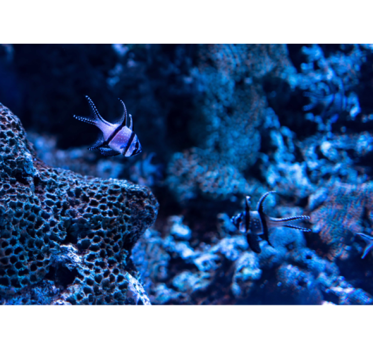 Fotomurale animali pesci della barriera corallina - TenStickers